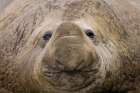 South Georgia, Elsehul Bay. Close-up of adult southern elephant seal face. Art Print